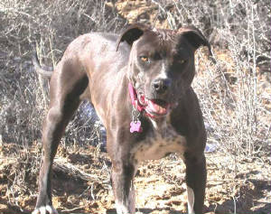 bettyboopw1438_4.jpg