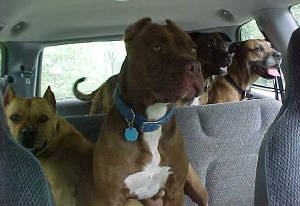 carride.jpg